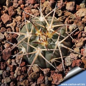 Gymnocalycium spegazzinii TB361.3 Tolombon, Argentina