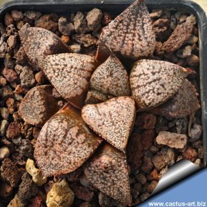 Haworthia picta cv. BLACK DEVIL