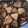 Haworthia picta cv. BLACK DEVIL