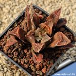 Haworthia cv. CHOCOLATE