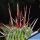 Echinofossulocactus lamellosus (Dark spines form)