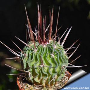 Echinofossulocactus lamellosus (Dark spines form)