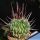 Echinofossulocactus lamellosus (Dark spines form)