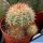 Echinocereus lloydii Texas, USA 