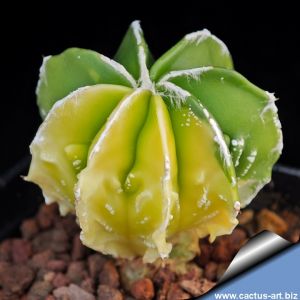 Astrophytum hybrid MULTIHYBRID f. variegata