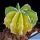 Astrophytum hybrid MULTIHYBRID f. variegata