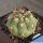 Gymnocalycium pflanzii v. zegarrae MN0461 Sotomayor, 2591, Potosi, Bolivia
