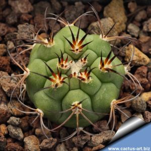 Gymnocalycium pflanzii v. zegarrae MN0461 Sotomayor, 2591, Potosi, Bolivia