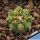 Gymnocalycium pflanzii v. zegarrae MN0461 Sotomayor, 2591, Potosi, Bolivia