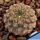 Eriosyce odieri ssp. glabrescens FK53 South of Totoral, 40m, Peru