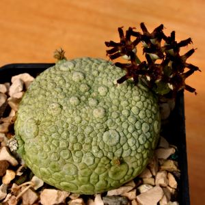 Pseudolithos migiurtinus Ø 3-4 cm