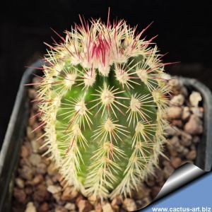 Echinocereus russanthus Rosillos Mts, Texas, USA