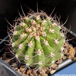 Acanthocalycium spiniflorum v. macranthum TB458.1 Ramblones Sa Ancasti, 290m, Argentina