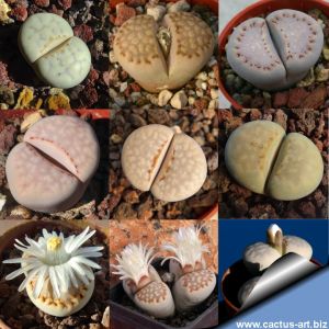 Lithops julii (mix)