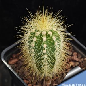 Pilosocereus menesianus