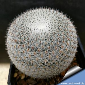 Mammillaria brauneana