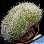 Mammillaria geminispina f. cristata
