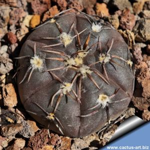 Gymnocalycium berchtii JO1140.1 Los Chanares, 728 m,  San Luis, Argentina.