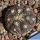 Gymnocalycium berchtii JO1140.1 Los Chanares, 728 m,  San Luis, Argentina.