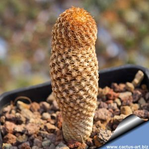 Eriosyce duripulpa JBE26 Colonia de Freirina, 276 m, 03 Atacama, Chile (Thelocephala duripulpa)