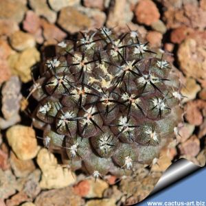 Eriosyce heinrichiana Choros Bajos, 265 m, Coquimbo, Chile (Pyrrhocactus heinrichianus)