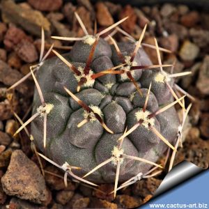 Gymnocalycium gibbosum v. chubutense RH2344a Puerto Pardelas, 10m, Chubut, Argentina