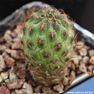 Rebutia einsteinii MN100 Las Cuevas, 3000 3500m, Jujuy, Argentina