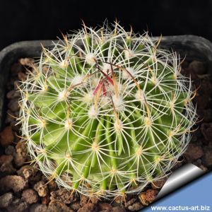 Echinofossulocactus polyacanthus v. wippermannii CH598 Sombrerete, 2275m, Zacatecas, Mexico
