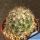 Coryphantha delaetiana GM503 Cuatrocienega El Retiro, 920 m, Coahuila, Mexico