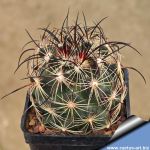 Coryphantha delaetiana GM503 Cuatrocienega El Retiro, 920 m, Coahuila, Mexico