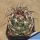 Coryphantha delaetiana GM503 Cuatrocienega El Retiro, 920 m, Coahuila, Mexico