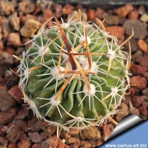 Echinofossulocactus phyllacanthus Ahualulco, San Luis Potosi, Mexico