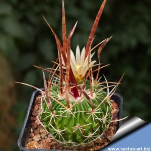 Echinofossulocactus phyllacanthus Ahualulco, San Luis Potosi, Mexico