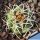 Gymnocalycium ferox v. ferocior (ex MG)