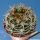 Gymnocalycium ferox v. ferocior (ex MG)