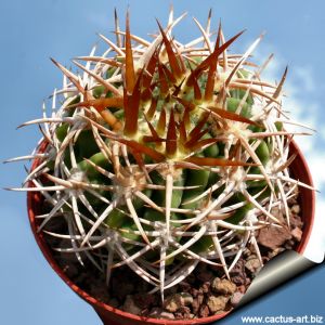 Gymnocalycium ferox v. ferocior (ex MG)