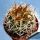 Gymnocalycium ferox v. ferocior (ex MG)