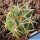 Gymnocalycium ferox v. ferocior (ex MG)
