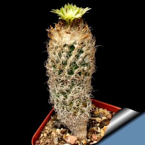 Turbinicarpus krainzianus v. minimus RSM322 El Hulio, Hidalgo, Mexico