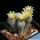 Turbinicarpus krainzianus v. minimus RSM322 El Hulio, Hidalgo, Mexico