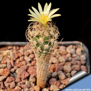 Turbinicarpus krainzianus v. minimus RSM322 El Hulio, Hidalgo, Mexico