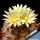 Turbinicarpus krainzianus v. minimus RSM322 El Hulio, Hidalgo, Mexico