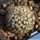Turbinicarpus sp. Santa Rita (natural hybrid) , San Luis Potosi, Mexico 