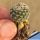 Turbinicarpus sp. Santa Rita (natural hybrid) , San Luis Potosi, Mexico 