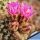 Turbinicarpus sp. Santa Rita (natural hybrid) , San Luis Potosi, Mexico 