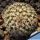 Turbinicarpus sp. Santa Rita (natural hybrid) , San Luis Potosi, Mexico 