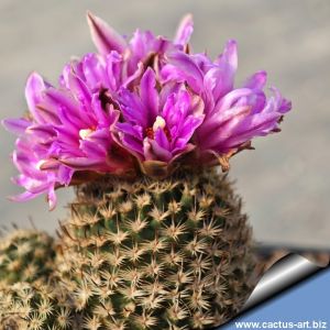 Turbinicarpus sp. Santa Rita (natural hybrid) , San Luis Potosi, Mexico 