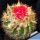 Parodia punae