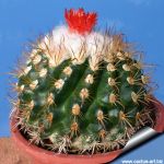 Parodia punae