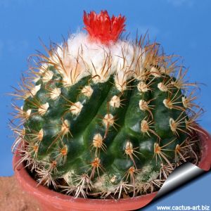Parodia punae